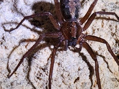 Florida false wolf spider