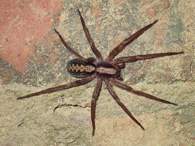 Alabama wandering spider