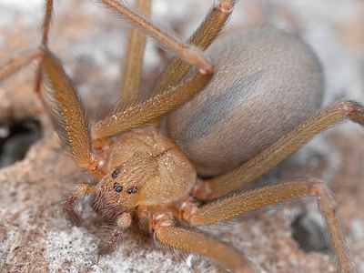 Desert recluse