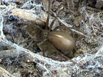 Texas recluse