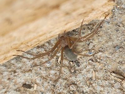 Apache recluse