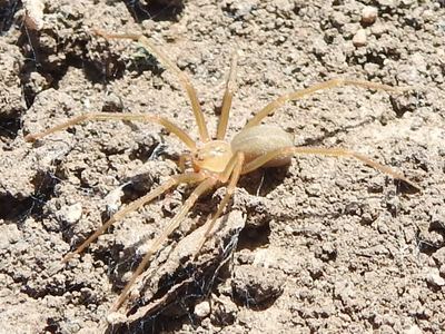 Big Bend recluse