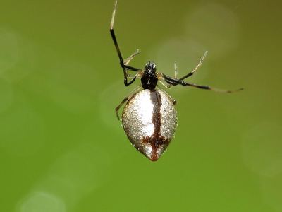 American dewdrop spider