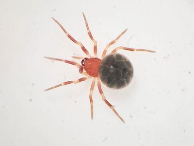 Thymoites marxi