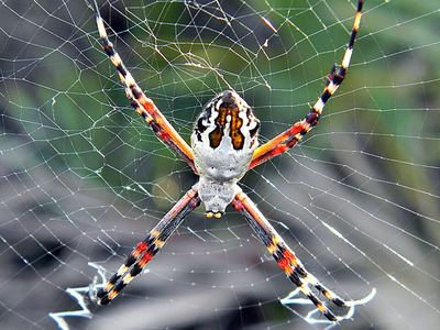 Florida garden spider