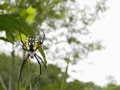Black-and-yellow argiope