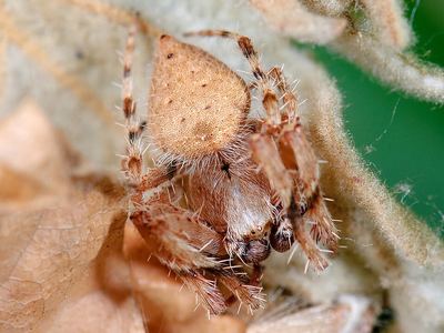 Eriophora edax
