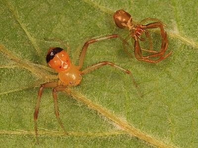 Black-banded crab spider