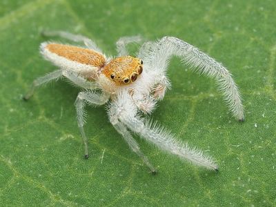 White-jawed jumping spider