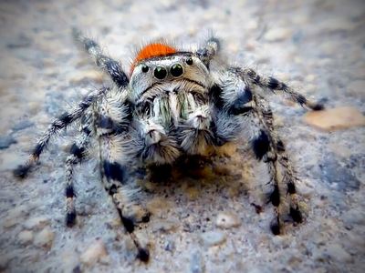 California red jumping spider