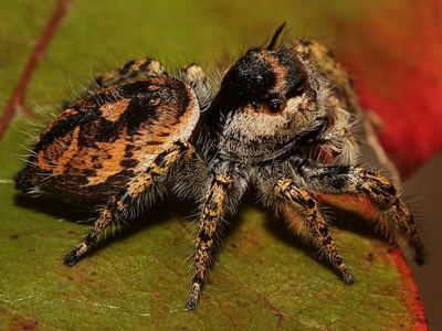Phidippus arizonensis