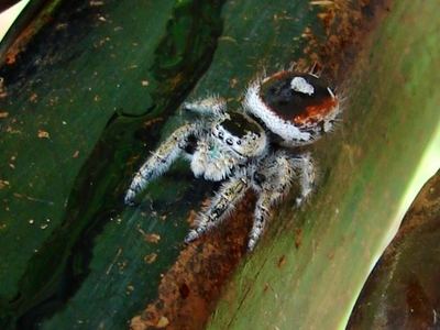 Phidippus californicus