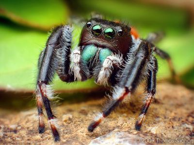 Brilliant jumping spider