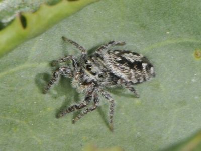 Hairy tufted jumping spider