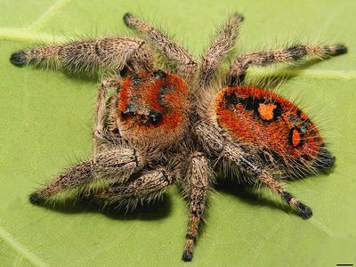 Regal jumper