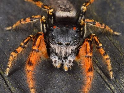 High eye-lashed jumping spider