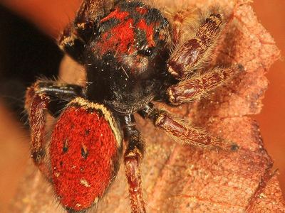 Whitman's jumping spider