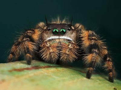 Canopy jumping spider