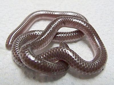 Texas blind snake
