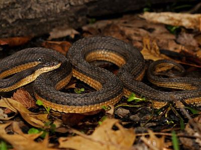 Graham's crayfish snake