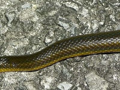 Striped crayfish snake