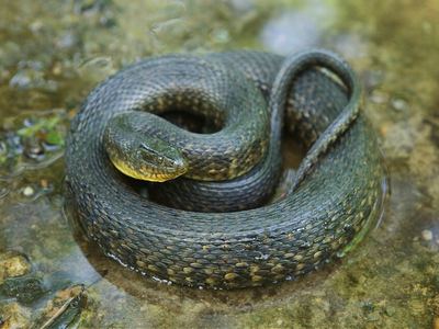 Green water snake