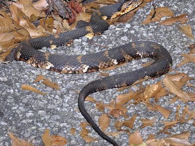 Southern watersnake