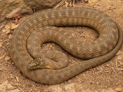 Concho water snake