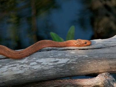 Salt marsh snake