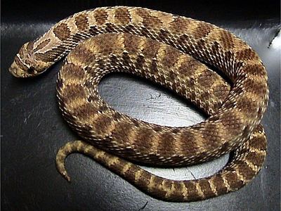 Plains hog-nosed snake