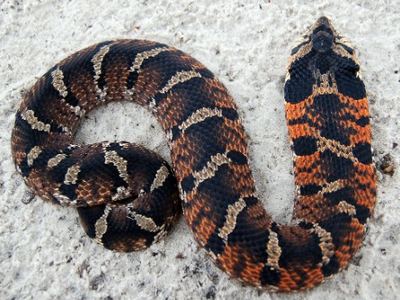 Eastern hog-nosed snake