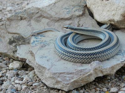 Big Bend patch-nosed snake