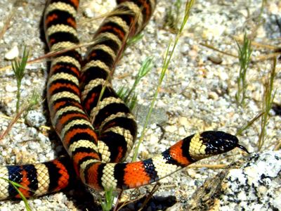 California mountain kingsnake