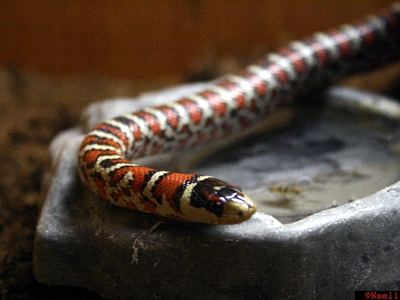 Chihuahuan mountain kingsnake