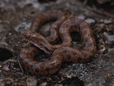 Prairie kingsnake