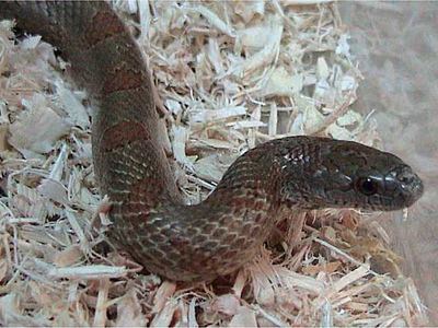 Mole kingsnake