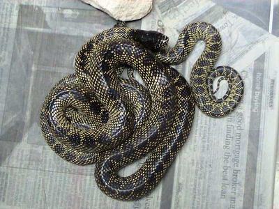 Desert kingsnake