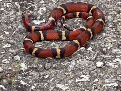 Mexican milksnake