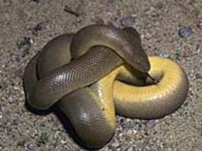 Northern rubber boa