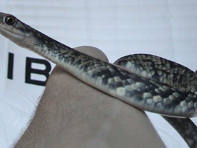 Eastern racer