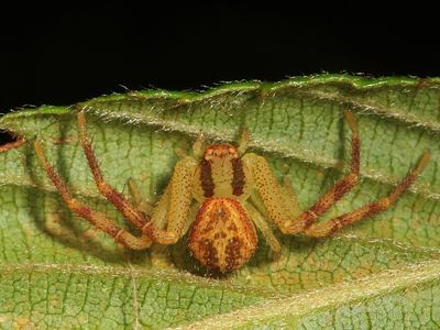 Flower crab spider