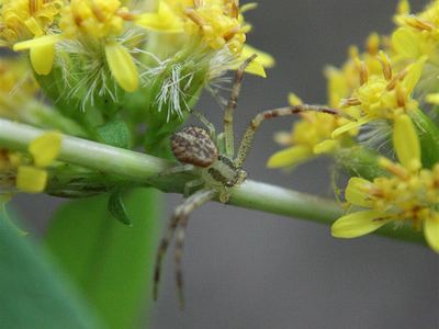 Celer crab spider