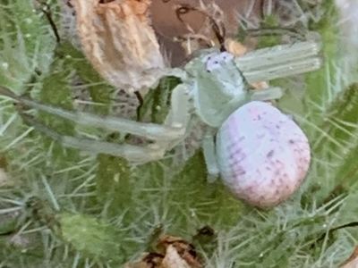 Colorado mecaphesa