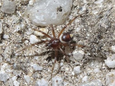 Red-and-white asagena