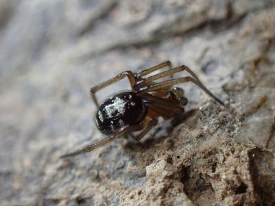 Asagena medialis