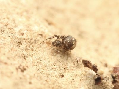 Cryptachaea porteri