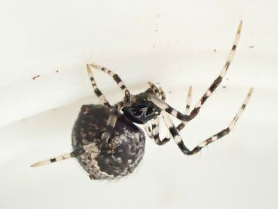 Theridiid spider