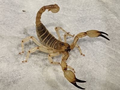 Swollenstinger scorpion