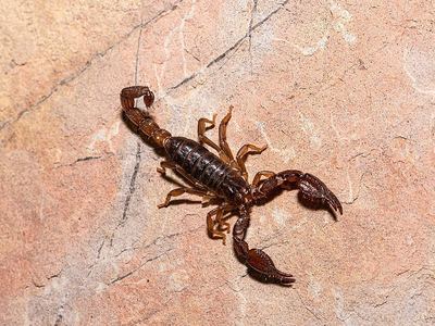 Lindo scorpion