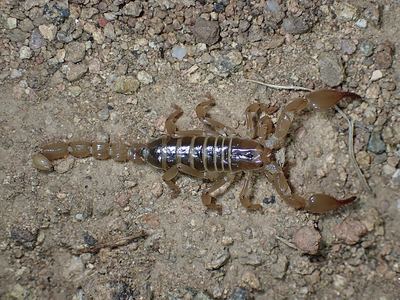 Ruby rock scorpion